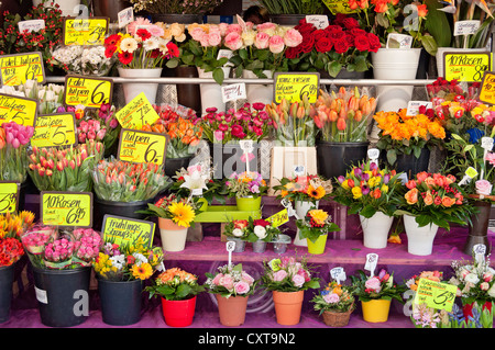 Avec des fleurs : signes, flower stall, Munich, Haute-Bavière, Bavaria, PublicGround Banque D'Images