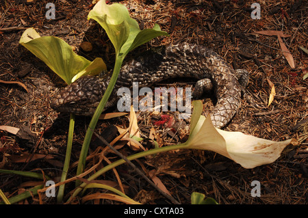 Shingleback lizard dans jardin près de Perth, Australie Banque D'Images