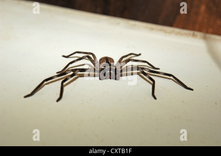 Hairy grande araignée huntsman australienne prépare à aller vers photographe Banque D'Images