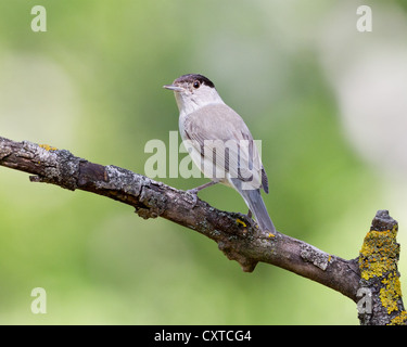 Sylvia atricapilla blackcap (mâle) perché sur une branche moussue Banque D'Images