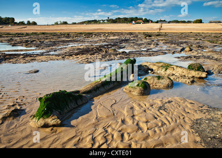 Forêt Pétrifiée à Pett Level, East Sussex. Banque D'Images