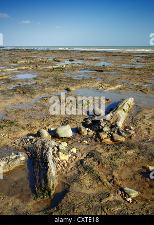 Forêt Pétrifiée à Pett Level, East Sussex. Banque D'Images