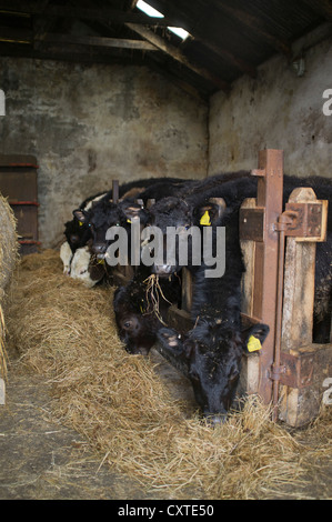 dh bovins ensilage foin grange BOEUF Royaume-Uni jeunes vaches se nourrissant sur la ferme PEN écosse royaume-uni abri animal mangeant l'agriculture d'hiver Banque D'Images