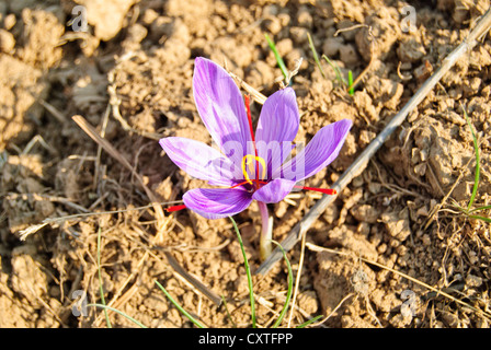 La fleur de Crocus sativus, l'origine de l'épice la plus chère, safran Banque D'Images