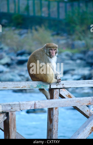 Un macaque rhésus généralement trouvé assis sur un pont en attente pour l'alimentation Banque D'Images
