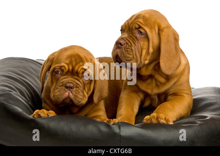 Dogue de Bordeaux chiots sur un sac de haricots noirs Banque D'Images