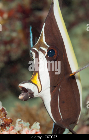 Portrait de Zanclus cornutus, Idole maure, Thaa Atoll, Maldives Banque D'Images