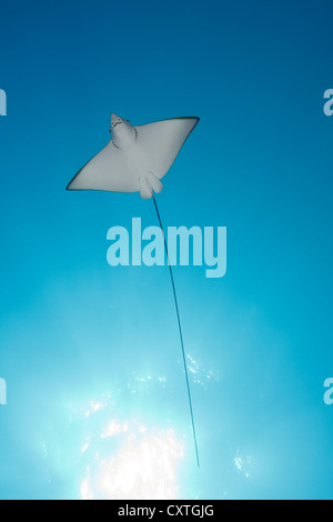 Aetobatus narinari, Eagle Ray, South Male Atoll, Maldives Banque D'Images