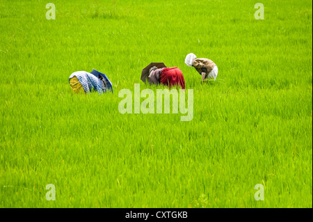 Portrait horizontal des travailleurs dans l'paddyfield au Kerala. Banque D'Images