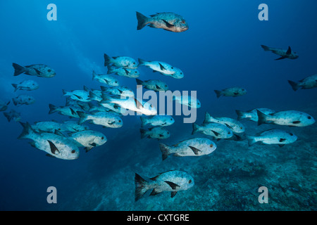 Banc de vivaneau Macolor Noir, Niger, South Male Atoll, Maldives Banque D'Images