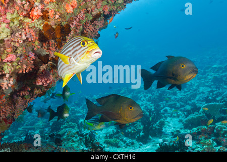 Le vivaneau et gaterins dans les récifs coralliens, North Male Atoll, Maldives Banque D'Images