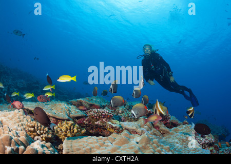 Papillons à queue rouge et Scuba Diver, Chaetodon collare, North Male Atoll, Maldives Banque D'Images