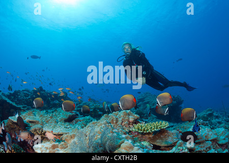 Papillons à queue rouge et Scuba Diver, Chaetodon collare, North Male Atoll, Maldives Banque D'Images