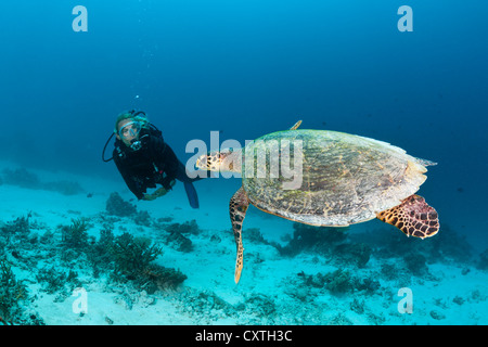 Carapaces de tortue de mer et de Plongée sous marine, Eretmochelys imbricata, North Male Atoll, Maldives Banque D'Images