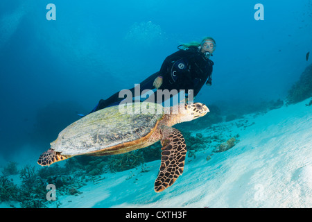 Carapaces de tortue de mer et de Plongée sous marine, Eretmochelys imbricata, North Male Atoll, Maldives Banque D'Images