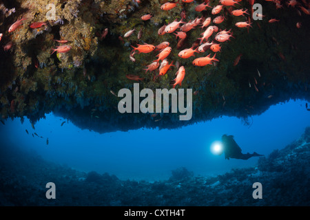 Scuba Diver explore Cave, North Male Atoll, Maldives Banque D'Images