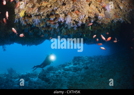 Scuba Diver explore Cave, North Male Atoll, Maldives Banque D'Images