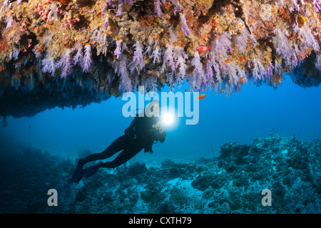 Scuba Diver explore Cave, North Male Atoll, Maldives Banque D'Images