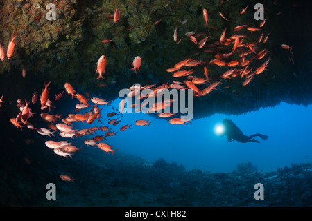 Scuba Diver explore Cave, North Male Atoll, Maldives Banque D'Images