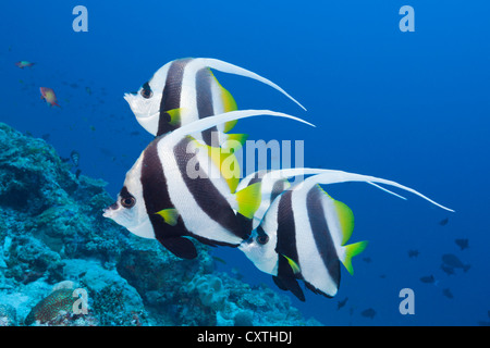 Heniochus diphreutes Bannerfish, Pennant, North Male Atoll, Maldives Banque D'Images