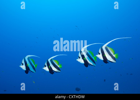 Heniochus diphreutes Bannerfish, Pennant, North Male Atoll, Maldives Banque D'Images