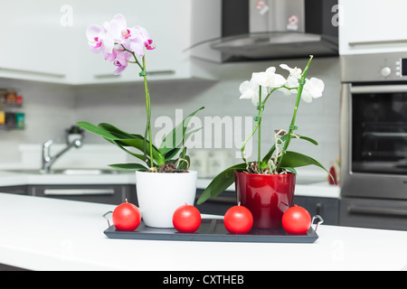 Mauve et blanc orchidées dans une cuisine moderne Banque D'Images