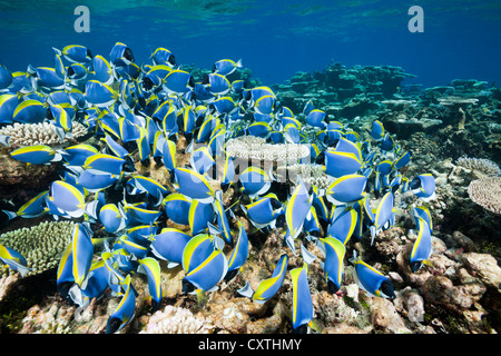 Banc de bleu poudre Tang, Acanthurus leucosternon, Thaa Atoll, Maldives Banque D'Images