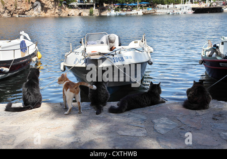 Groupe de chats d'attendre l'arrivée d'un bateau de pêche dans le lac de sel à Agios Nikolaos, Crète, Grèce Banque D'Images