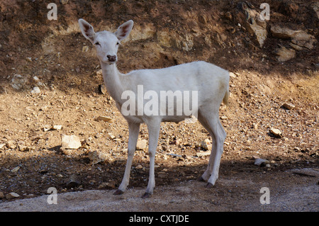 Les jeunes avec trois cerfs cornes impressionnantes (Cervus nipon) au parc safari, Séville Banque D'Images