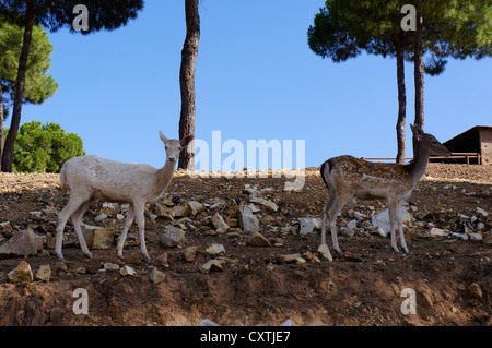 Trois jeunes avec des cornes de cerf (Cervus nipon impressionnant) Banque D'Images