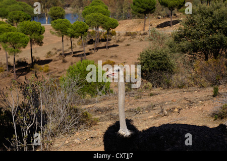 La communication touristique d'une autruche dans le zoo à La Reserva Sevilla El Castillo de las Guardas, Espagne (similaire à l'UEM) Banque D'Images