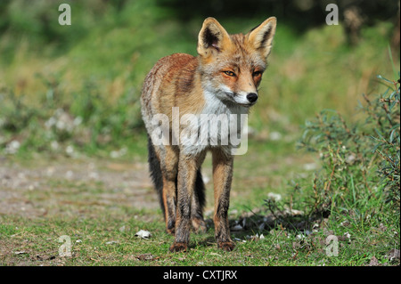 Le renard roux (Vulpes vulpes) en fourrés à la lisière de la forêt en automne Banque D'Images