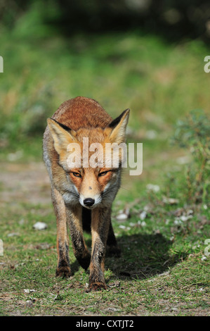 Le renard roux (Vulpes vulpes) en quête de forêt en automne Banque D'Images