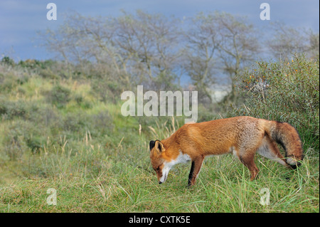 Le renard roux (Vulpes vulpes) à l'inhalation de l'odeur territoriale mark dans les prairies au bord de la forêt en automne Banque D'Images