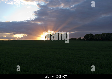 Dh YORKSHIRE YORKSHIRE soir soleil derrière les arbres et champ vert soleil nuage sombre au coucher du soleil Banque D'Images