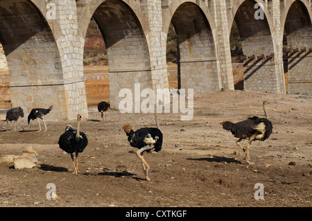 La communication touristique d'une autruche dans le zoo à La Reserva Sevilla El Castillo de las Guardas, Espagne Banque D'Images