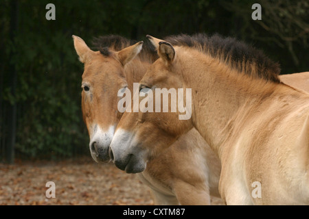 Des chevaux de Przewalski Banque D'Images