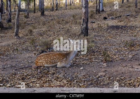 Les jeunes avec trois cerfs cornes impressionnantes (Cervus nipon) s'asseoir sur le sable dans le zoo à La Reserva Sevilla El Castillo de las Guardas. Banque D'Images