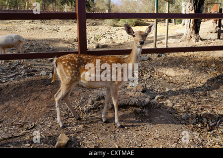 Trois jeunes avec des cornes de cerf (Cervus nipon impressionnant) Banque D'Images