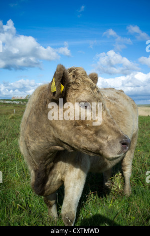 L'ÉLEVAGE DE VACHE vache Boeuf dh face avec tags vaches ferme close up bovins uk Banque D'Images