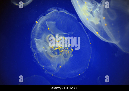 Lune, également connu sous le nom de méduse commune, sur fond bleu Banque D'Images