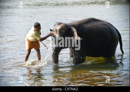 Vue horizontale d'un jeune éléphant asiatique d'être entraînés par son cornac dans un sanctuaire au fleuve Periyar au Kerala. Banque D'Images