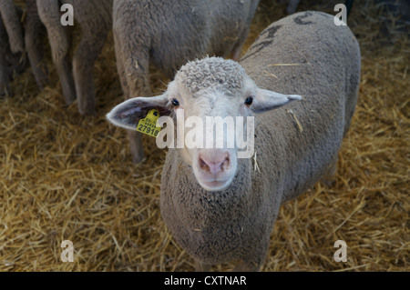 Les moutons se nourrissent à la plume sur l'élevage, foire exposition internationale à la recherche d'appareil photo, curieux à Zafra, Badajoz, Espagne Banque D'Images