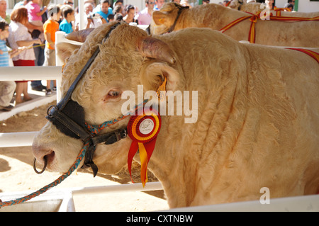 La Zafra, bovins (Feria Internacional Ganadera) juste à l'International Livestock juste à Zafra, Badajoz, Espagne Banque D'Images