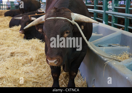 La Zafra (Feria Internacional de bovins Ganadera) juste à l'International Livestock juste à Zafra, Badajoz, Espagne Banque D'Images