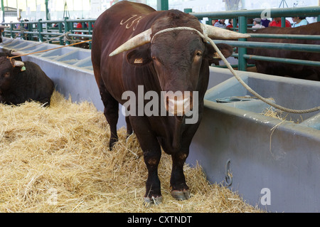 La Zafra (Feria Internacional de bovins Ganadera) juste à l'International Livestock juste à Zafra, Badajoz, Espagne Banque D'Images