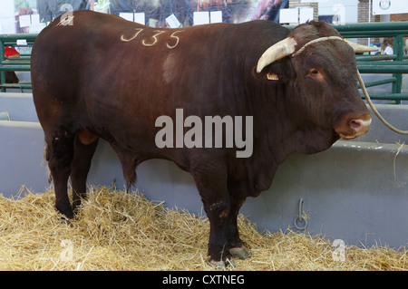 La Zafra, bovins (Feria Internacional Ganadera) juste à l'International Livestock juste à Zafra, Badajoz, Espagne Banque D'Images