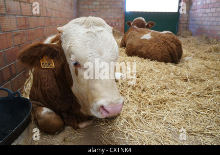 Vache au moment de l'élevage, foire exposition internationale à la recherche d'appareil photo, curieux à Zafra, Badajoz, Espagne Banque D'Images