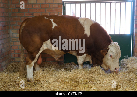 La Zafra, bovins (Feria Internacional Ganadera) juste à l'International Livestock juste à Zafra, Badajoz, Espagne Banque D'Images