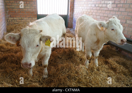 La Zafra (Feria Internacional de bovins Ganadera) juste à l'International Livestock juste à Zafra, Badajoz, Espagne Banque D'Images